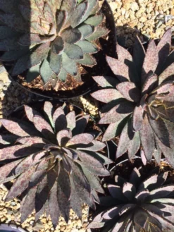 Agave Succulent Plant Mangave Bloodspot -Cheap Plantly Store bloodspot 3