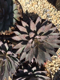 Agave Succulent Plant Mangave Bloodspot -Cheap Plantly Store bloodspot 4
