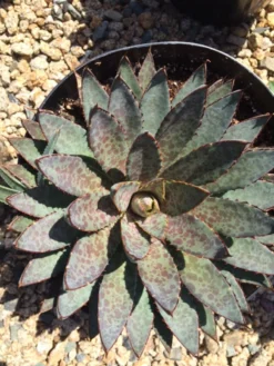 Agave Succulent Plant Mangave Bloodspot -Cheap Plantly Store bloodspot 5
