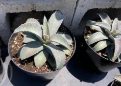 Agave Succulent Plant Mangave Bloodspot -Cheap Plantly Store bloodspot 6