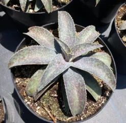 Agave Succulent Plant Mangave Bloodspot -Cheap Plantly Store bloodspot 7