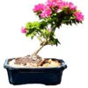 Bougainvillea Flowering Bonsai Tree -Cheap Plantly Store bougainvillea flowering bonsai tree l2 bonsaiworldllc 1
