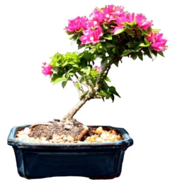 Bougainvillea Flowering Bonsai Tree