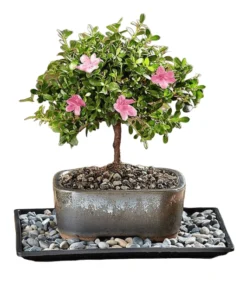 Azalea Bonsai Tree Flowers Pink Or Red 8 Inch Pot