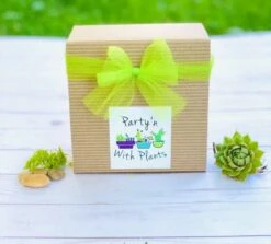 Sea Glass And Driftwood Terrarium Kit -Cheap Plantly Store brown box 5