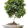 Brush Cherry Indoor Bonsai Tree Large 1 Brush Cherry Indoor Bonsai Tree Large -Cheap Plantly Store brush cherry indoor bonsai tree large bonsaiworldllc