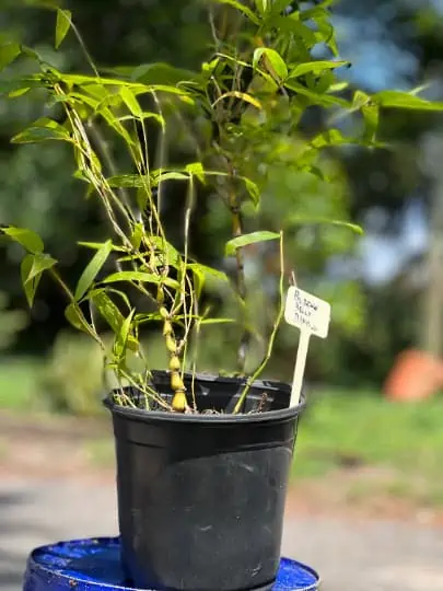 Bambusa Ventricosa 1gal Live Plant 4 Bambusa Ventricosa 1gal Live Plant - Image 2