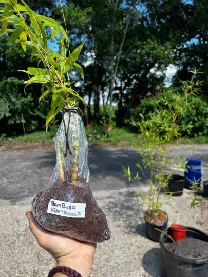 Bambusa Ventricosa 1gal Live Plant 3 Bambusa Ventricosa 1gal Live Plant