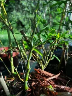 Bambusa Ventricosa 1gal Live Plant 11 Bambusa Ventricosa 1gal Live Plant -Cheap Plantly Store buddhabelly1gal1