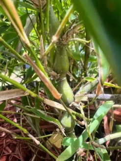 Bambusa Ventricosa 1gal Live Plant 10 Bambusa Ventricosa 1gal Live Plant -Cheap Plantly Store buddhabelly1gal2