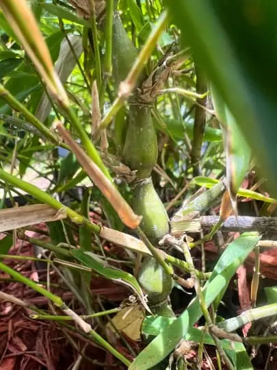 Bambusa Ventricosa 1gal Live Plant 5 Bambusa Ventricosa 1gal Live Plant - Image 3