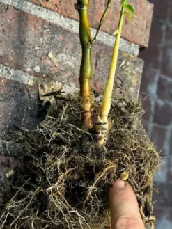 Bambusa Ventricosa 1gal Live Plant 12 Bambusa Ventricosa 1gal Live Plant -Cheap Plantly Store buddhabelly1gal4