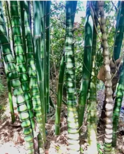 Bambusa Ventricosa 1gal Live Plant 13 Bambusa Ventricosa 1gal Live Plant -Cheap Plantly Store buddhabellydr.malonee display pic