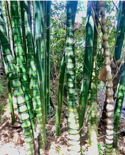 Bambusa Ventricosa 1gal Live Plant 8 Bambusa Ventricosa 1gal Live Plant - Image 6