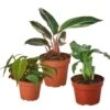 Exotic Foliage Trio: Stromanthe, Micans, Calathea | Free Shipping | 4-inch Pot Each 1 Exotic Foliage Trio: Stromanthe, Micans, Calathea | Free Shipping | 4-inch Pot Each -Cheap Plantly Store bundle 2