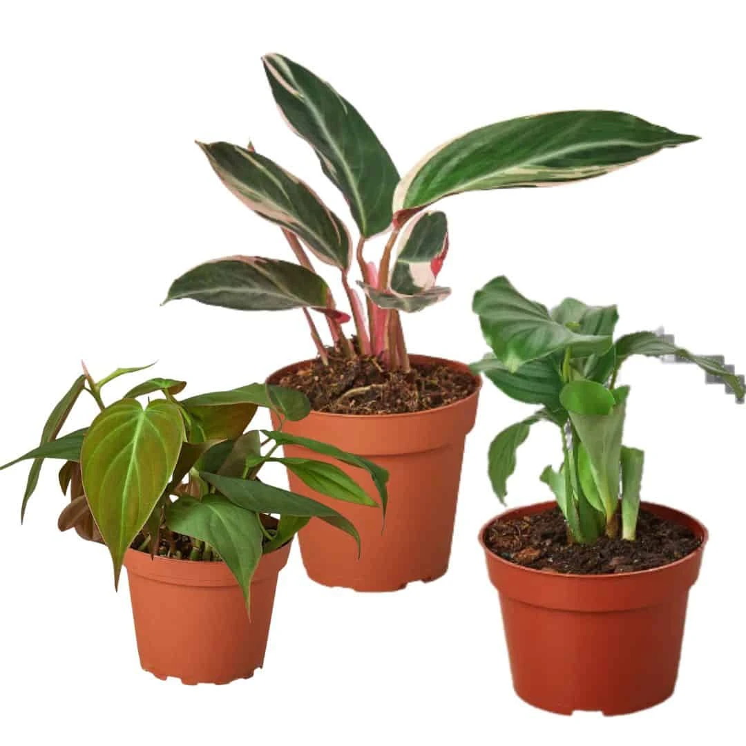 Exotic Foliage Trio: Stromanthe, Micans, Calathea | Free Shipping | 4-inch Pot Each 3 Exotic Foliage Trio: Stromanthe, Micans, Calathea | Free Shipping | 4-inch Pot Each