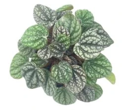 Peperomia Burbella, 4 Inch, Rare Caperata Pep, Radiator Plant, Indoor Houseplant 10 Peperomia Burbella, 4 Inch, Rare Caperata Pep, Radiator Plant, Indoor Houseplant -Cheap Plantly Store burb