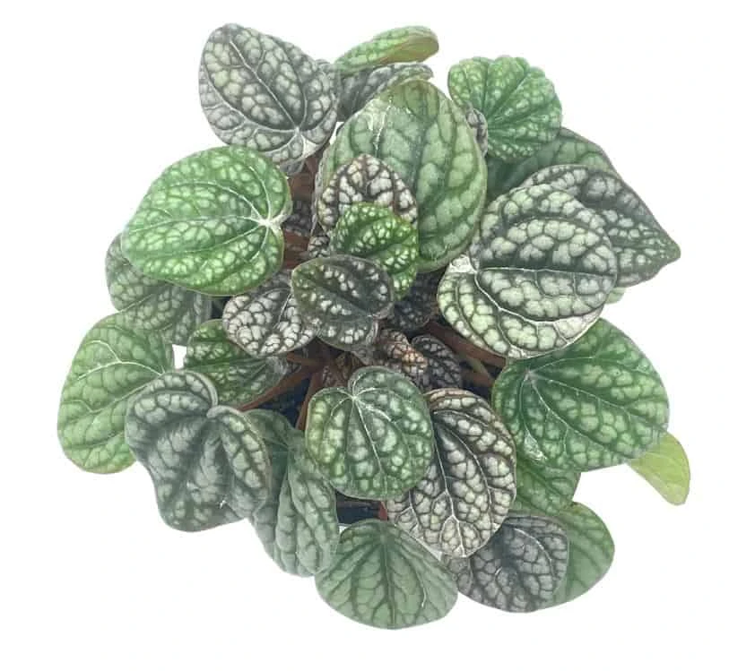 Peperomia Burbella, 4 Inch, Rare Caperata Pep, Radiator Plant, Indoor Houseplant 4 Peperomia Burbella, 4 Inch, Rare Caperata Pep, Radiator Plant, Indoor Houseplant - Image 2