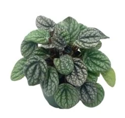 Peperomia Burbella, 4 Inch, Rare Caperata Pep, Radiator Plant, Indoor Houseplant 11 Peperomia Burbella, 4 Inch, Rare Caperata Pep, Radiator Plant, Indoor Houseplant -Cheap Plantly Store burb1