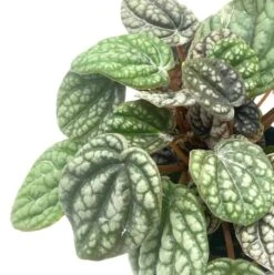 Peperomia Burbella, 4 Inch, Rare Caperata Pep, Radiator Plant, Indoor Houseplant 12 Peperomia Burbella, 4 Inch, Rare Caperata Pep, Radiator Plant, Indoor Houseplant -Cheap Plantly Store burb2