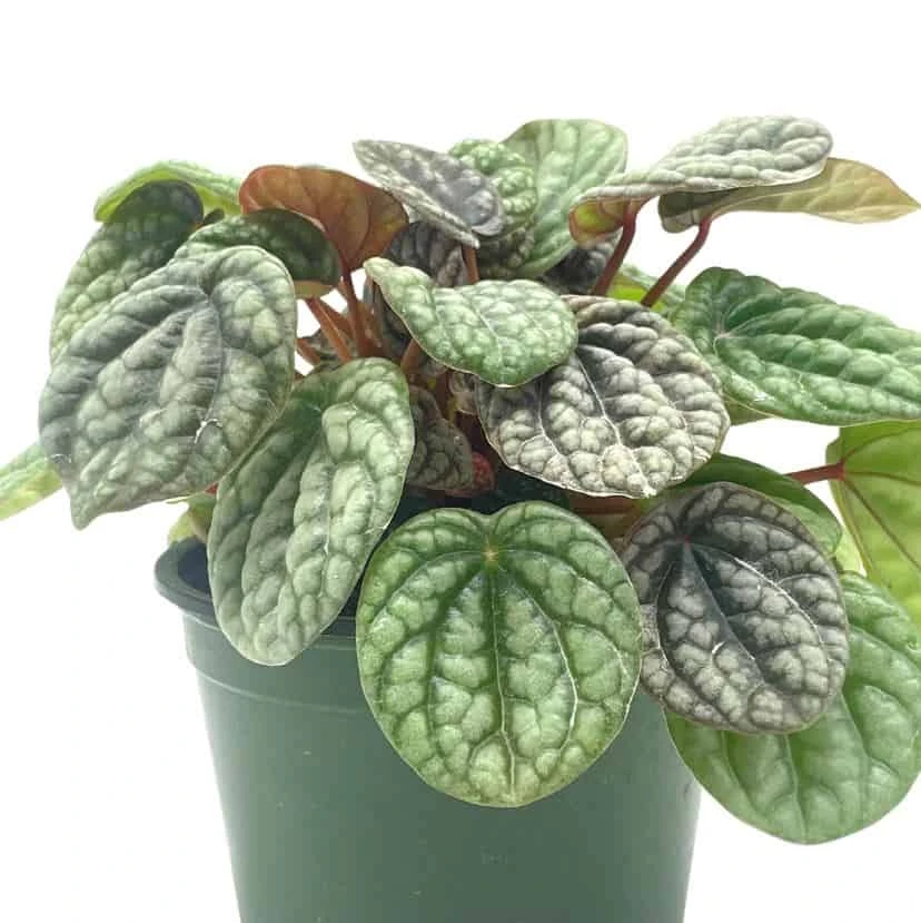 Peperomia Burbella, 4 Inch, Rare Caperata Pep, Radiator Plant, Indoor Houseplant 7 Peperomia Burbella, 4 Inch, Rare Caperata Pep, Radiator Plant, Indoor Houseplant - Image 5