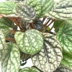 Peperomia Burbella, 4 Inch, Rare Caperata Pep, Radiator Plant, Indoor Houseplant 14 Peperomia Burbella, 4 Inch, Rare Caperata Pep, Radiator Plant, Indoor Houseplant -Cheap Plantly Store burb4