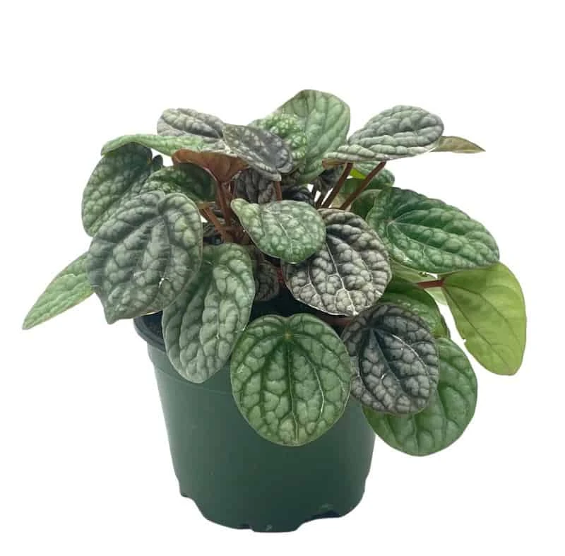 Peperomia Burbella, 4 Inch, Rare Caperata Pep, Radiator Plant, Indoor Houseplant 9 Peperomia Burbella, 4 Inch, Rare Caperata Pep, Radiator Plant, Indoor Houseplant - Image 7