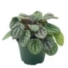 Peperomia Burbella, 4 Inch, Rare Caperata Pep, Radiator Plant, Indoor Houseplant -Cheap Plantly Store burb5