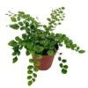 Button Fern, 4 Inch, Pellaea Rotundifolia -Cheap Plantly Store button