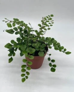 Button Fern, 4 Inch, Pellaea Rotundifolia 11 Button Fern, 4 Inch, Pellaea Rotundifolia -Cheap Plantly Store button1