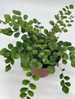 Button Fern, 4 Inch, Pellaea Rotundifolia 12 Button Fern, 4 Inch, Pellaea Rotundifolia -Cheap Plantly Store button2
