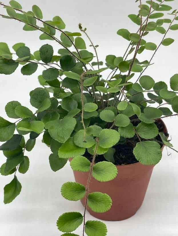 Button Fern, 4 Inch, Pellaea Rotundifolia 7 Button Fern, 4 Inch, Pellaea Rotundifolia - Image 5