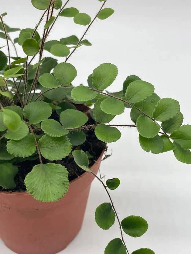 Button Fern, 4 Inch, Pellaea Rotundifolia 8 Button Fern, 4 Inch, Pellaea Rotundifolia - Image 6