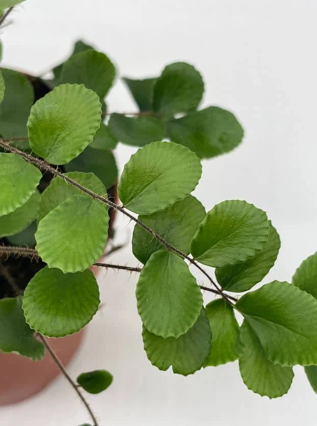 Button Fern, 4 Inch, Pellaea Rotundifolia 9 Button Fern, 4 Inch, Pellaea Rotundifolia - Image 7
