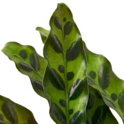 Rattlesnake Plant | Calathea Lancifolia | Exotic Houseplant -Cheap Plantly Store c7463527 b7cd 559b 9e8d 9ef1afbbe0f8 902x902