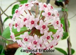 Hoya House Plant Various Species -Cheap Plantly Store carnosa tricolor