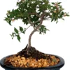Cherry Bonsai Tree DWARF -Cheap Plantly Store cherry bonsai tree dwarf bonsaiworldllc