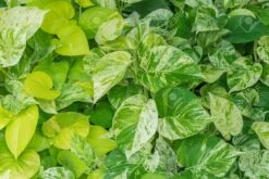 Golden Pathos (Epipremnum Aureum) In A 4 Inch Pot! 8 Golden Pathos (Epipremnum Aureum) In A 4 Inch Pot! -Cheap Plantly Store closeup 1 1