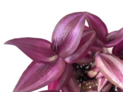 Rare And Limited Supply Tradescantia Zebrina In A 4 Inch Pot! -Cheap Plantly Store closeup shadow