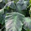 Colocasia Esculenta 'Aloha' In 4" Pot -Cheap Plantly Store colocasia aloha