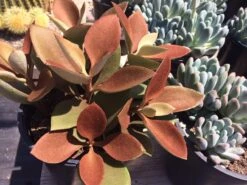 Mature Succulent Plant Copper Spoons -Cheap Plantly Store copper spoons 1