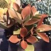 Mature Succulent Plant Copper Spoons
