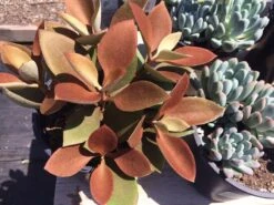 Mature Succulent Plant Copper Spoons -Cheap Plantly Store copper spoons 2