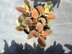 Mature Succulent Plant Copper Spoons -Cheap Plantly Store copper spoons 3