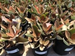 Mature Succulent Plant Copper Spoons -Cheap Plantly Store copper spoons 4