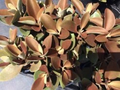 Mature Succulent Plant Copper Spoons -Cheap Plantly Store copper spoons 5