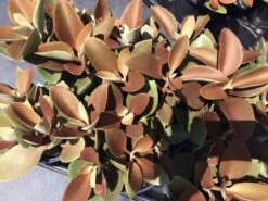 Mature Succulent Plant Copper Spoons -Cheap Plantly Store copper spoons 6