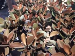 Mature Succulent Plant Copper Spoons -Cheap Plantly Store copper spoons 7