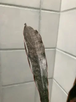 Coppertone Sansevieria Kirkii | Bareroot Snake Plant -Cheap Plantly Store coppertone2