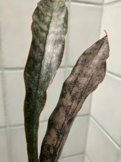Coppertone Sansevieria Kirkii | Bareroot Snake Plant -Cheap Plantly Store coppertone3